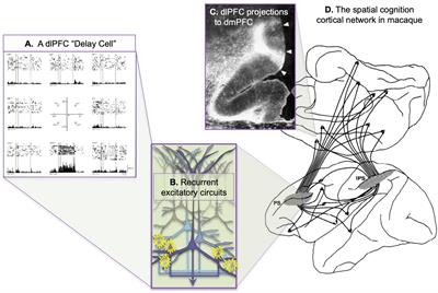 Dynamic Network Connectivity: from monkeys to humans